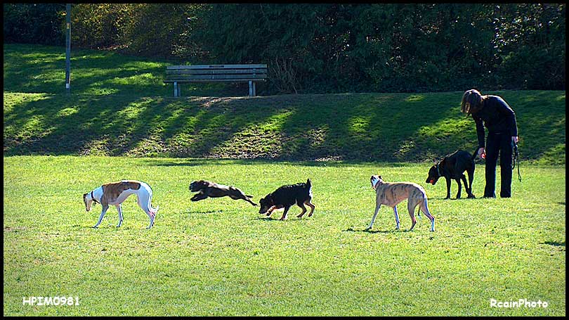 HPIM0981-dog-park,mar-2007