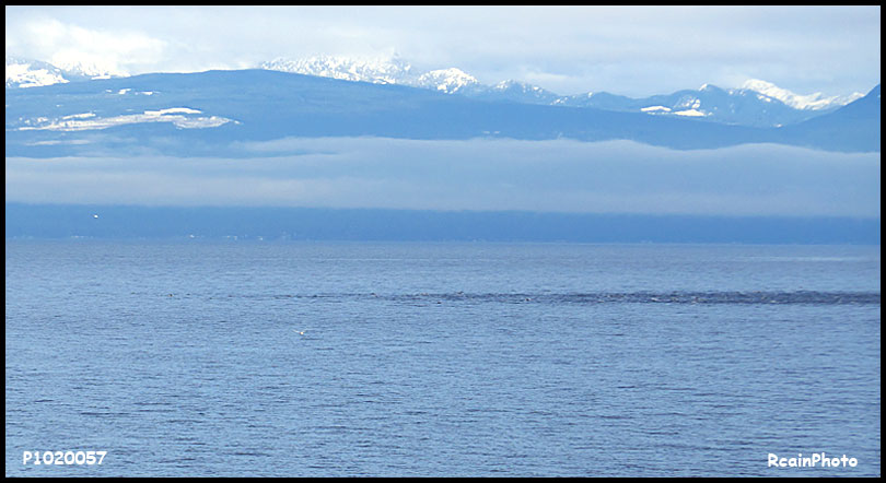 P1020057-vancouver-ferry-Jan_2016