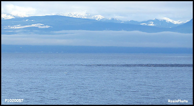 P1020057-vancouver-ferry-Jan_2016