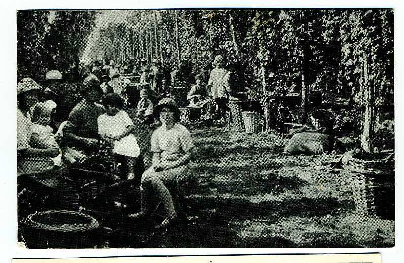 Postcard-hop-pickers1