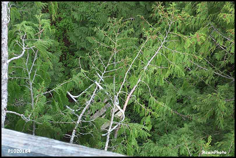 P1020164-tree-climb