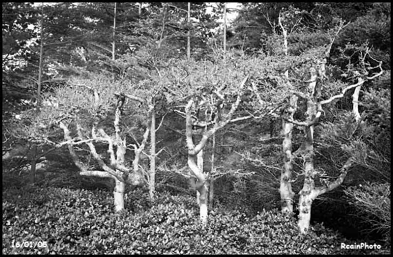 160105-helliwell-trees