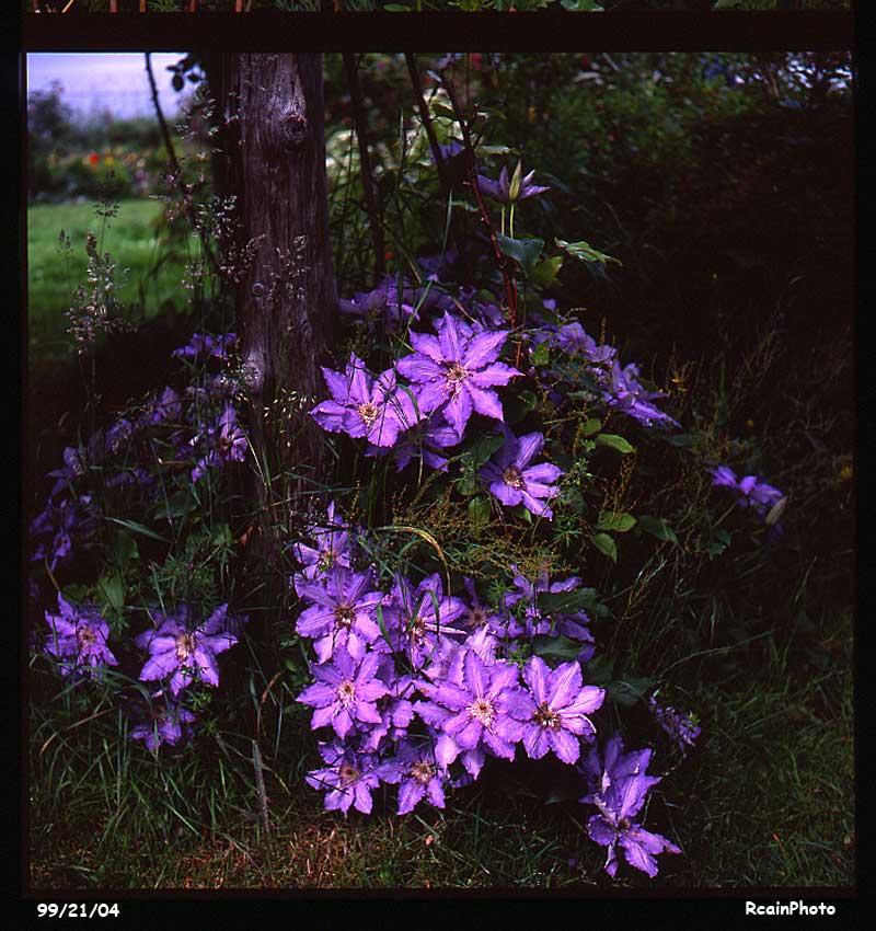 992104-Clematis