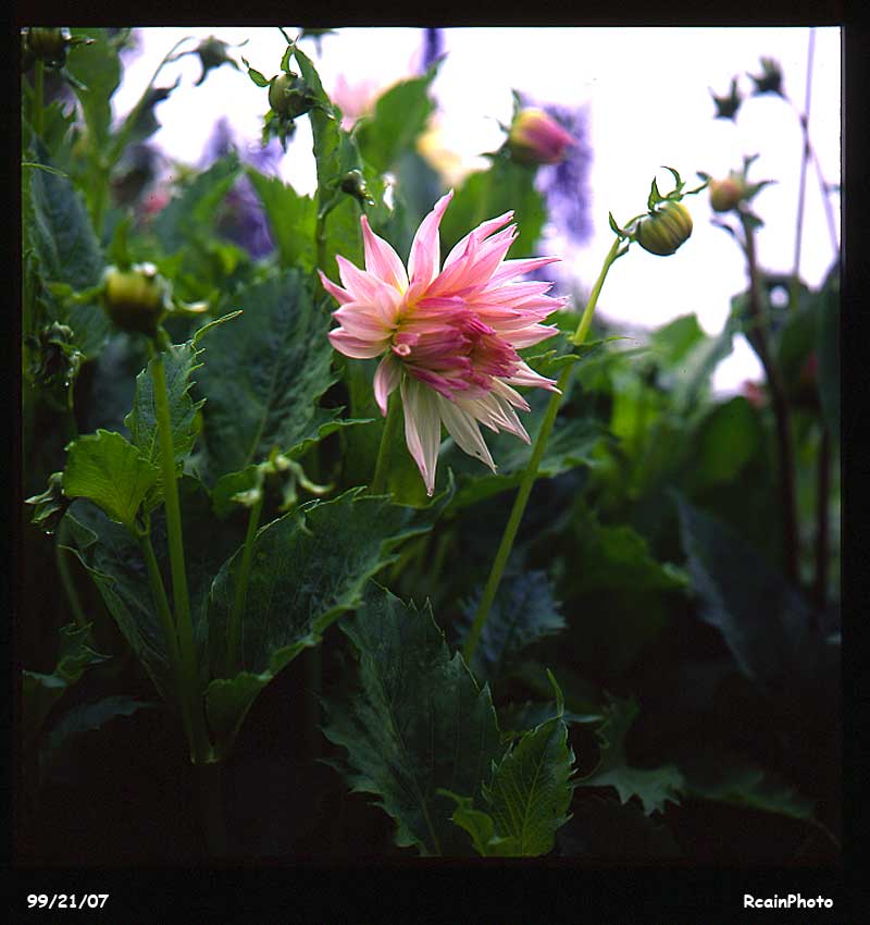 992107-Dahlia